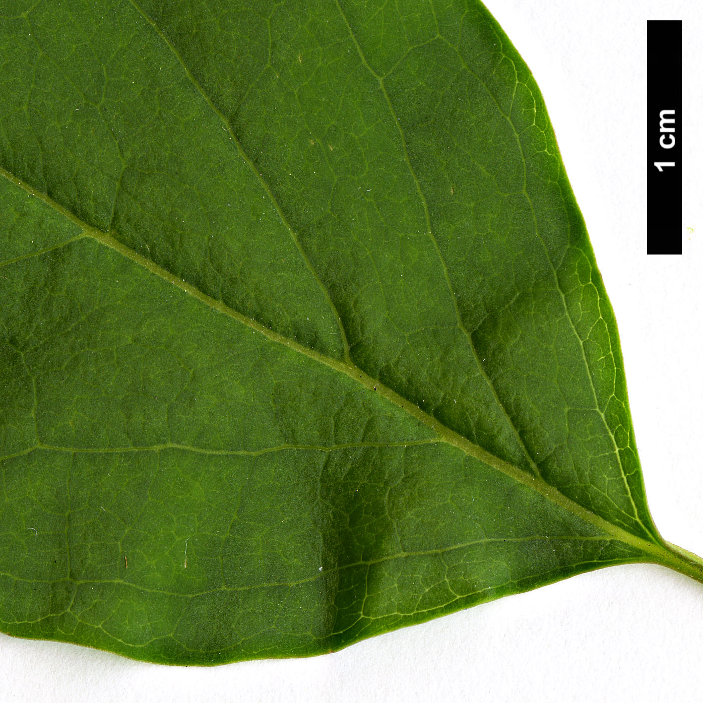 High resolution image: Family: Oleaceae - Genus: Syringa - Taxon: reticulata - SpeciesSub: subsp. pekinensis
